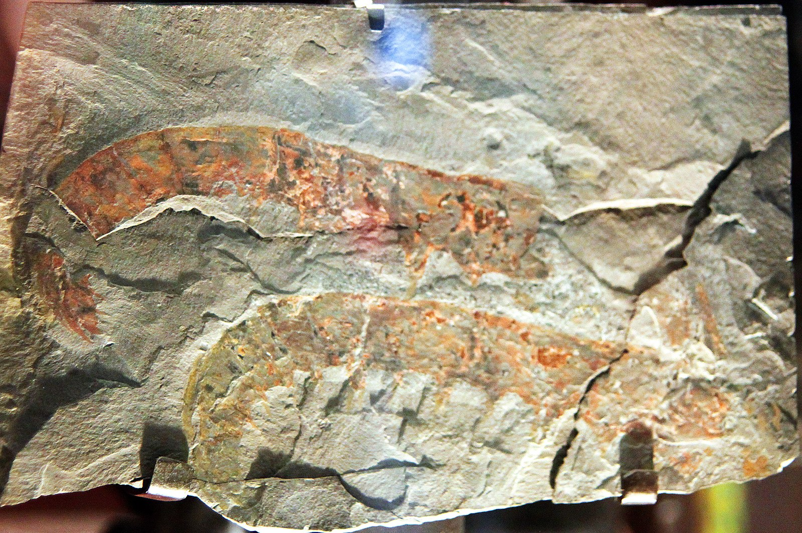 Anomalocaris tentacle fossil