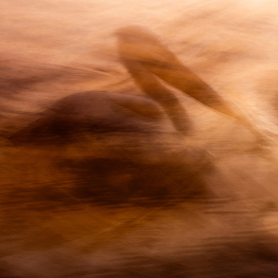dreamlike ICM photograph of a pelican